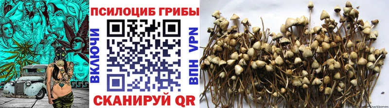 Галлюциногенные грибы Psilocybe  даркнет формула  Касли 